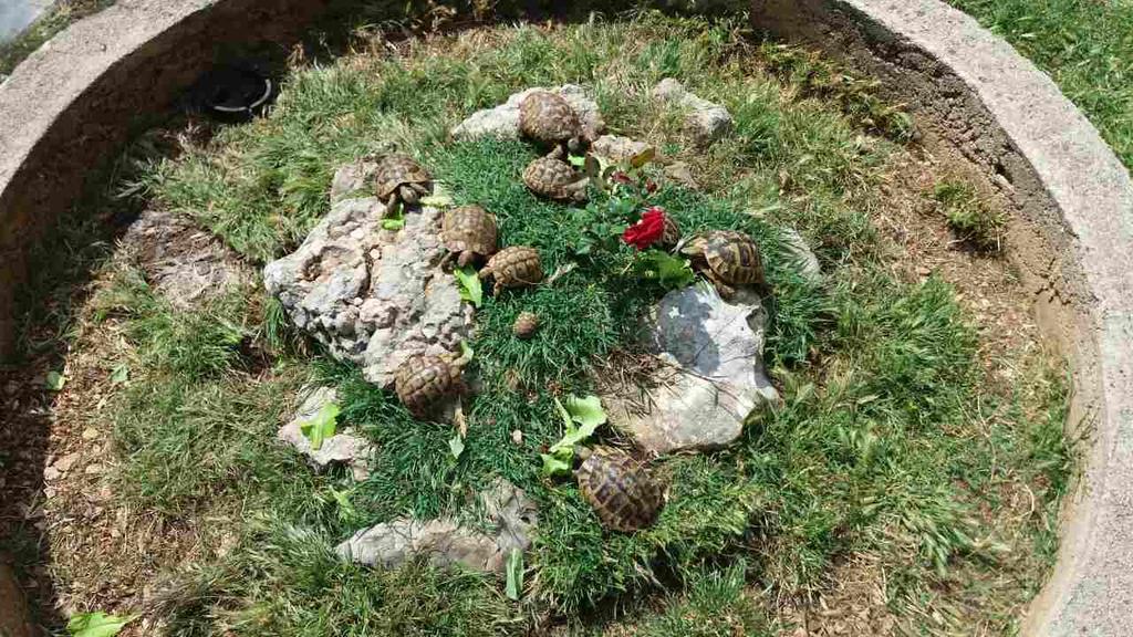 Agrotourism Galic Krka Hotel Drinovci Buitenkant foto